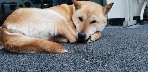 황구를보호하고있습니다