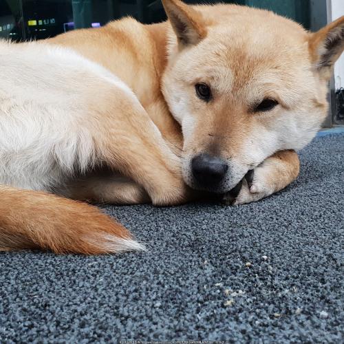 황구를보호하고있습니다