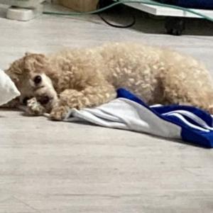 울산 동구 방어동에서 사라진 강아지 찾아요