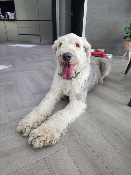 잉글리쉬 쉽독 서귀포 서귀동