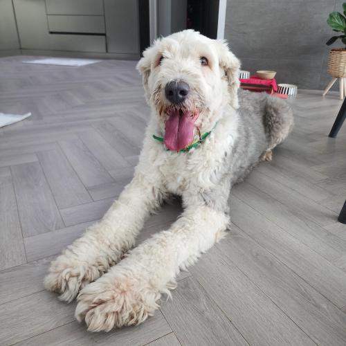 잉글리쉬 쉽독 서귀포 서귀동