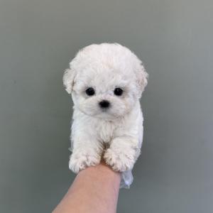 우리 콩떡이의 귀여움 누가 알아주나