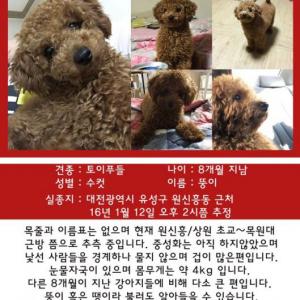 갈색 푸들을 찾습니다(유성구,원신흥,구암)