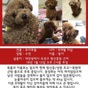 갈색 푸들을 찾습니다(유성구,원신흥,구암)