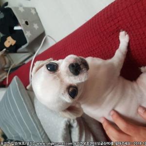 별이를 찾습니다