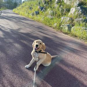 나주 대촌(광주근처) 골든리트리버 알리를 찾아요