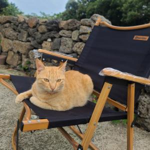 고양이보신분 계신가요ㅠㅠ