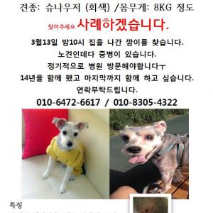 슈나우저 깜이를 찾습니다.