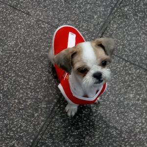 저희 강쥐좀 찾아주세요!ㅠ