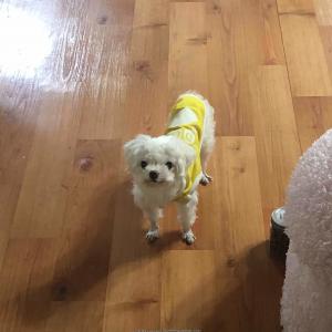 부산 사하구 다롱이(말티즈,수컷,14살) 찾습니다.