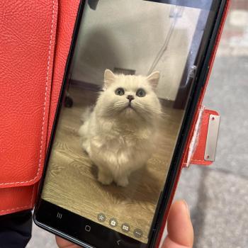 하얀고양이 밍밍을 찾습니다