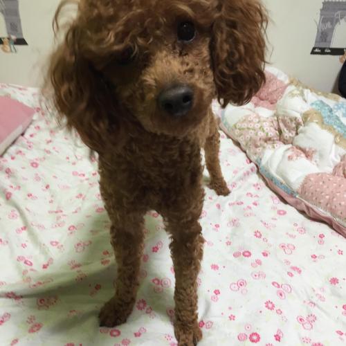 전주시 덕진구 진북동 전주동부교회 근처/ 2살추정 수컷 진한갈색푸들 보호중~