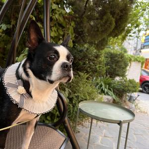 뻐쭝이를 찾습니다 도와주세요