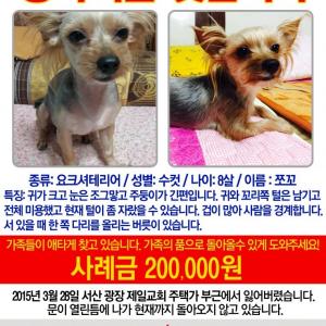 (충남서산)8살 요크셔테리어 쪼꼬를 찾습니다!!