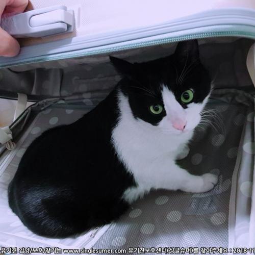 코리안숏헤어 아몬을 찾습니다