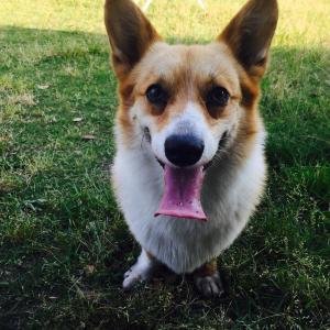 웰시코기 호두 찾아요