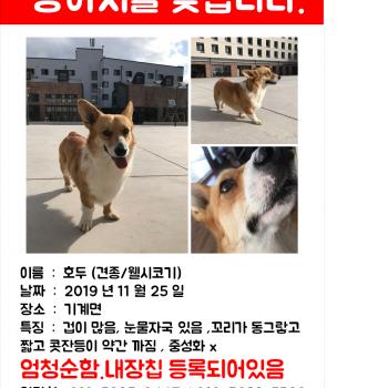 웰시코기 호두 찾아요