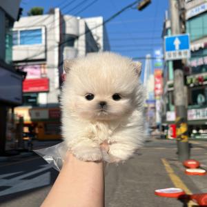 포메라니안 귀여워... 귀여워 미치겠다..!!!