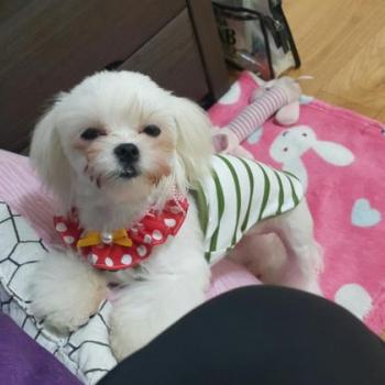 (건대입구) 말티즈 찾아요.