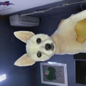 저희 강아지 패스 찾아요