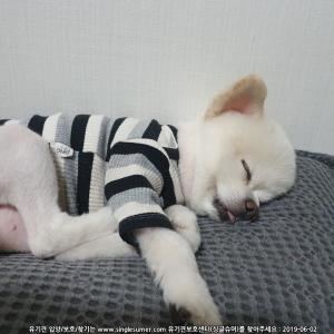 목포시 용당동 우리 뭉이를 찾습니다