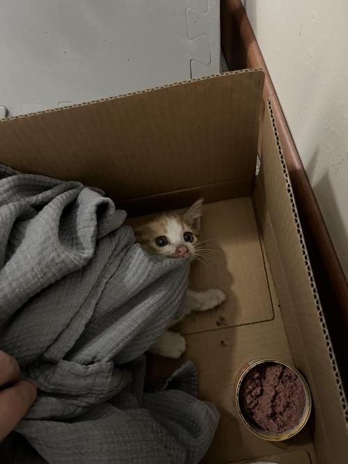 4개월된 고양이 좋은 가족 찾고 있습니다