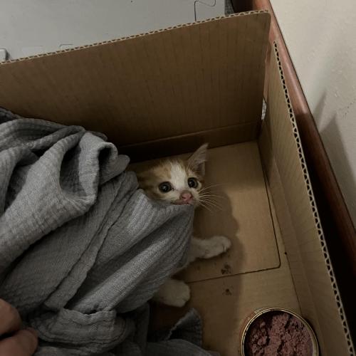 4개월된 고양이 좋은 가족 찾고 있습니다