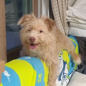 강아지를 찾습니다(충북 충주시