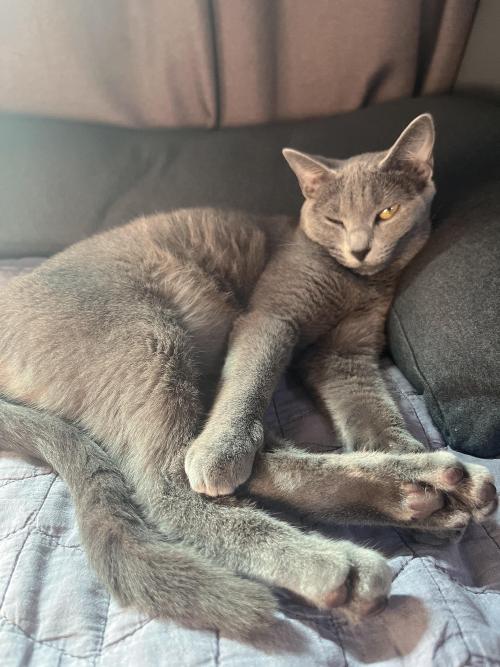 러시안블루 성묘 1.4세 분양해요