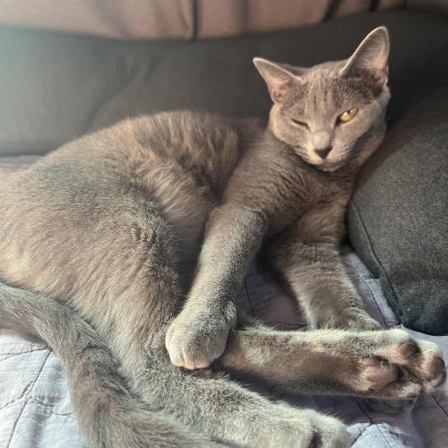 러시안블루 성묘 1.4세 분양해요