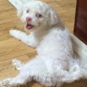 강아지를찾습니다