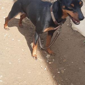 까미를 찾습니다.