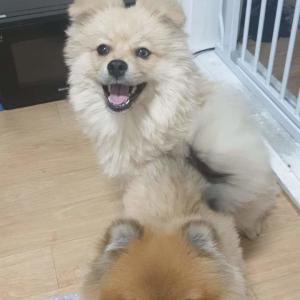 경기수원 포메믹스 강아지를 찾습니다
