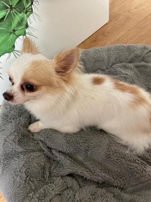 수원 세류동/ 치와와/남자/흰색바탕에 갈색점박이