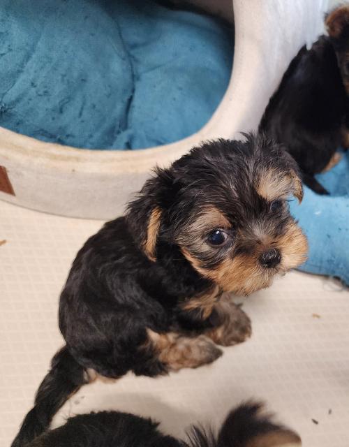 요키 아가(남아) 가족이 되어주실 분!(사진 및 내용 일부 수정!)