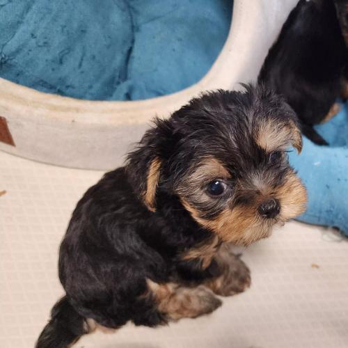 요키 아가(남아) 가족이 되어주실 분!(사진 및 내용 일부 수정!)