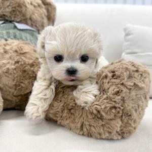 [10만원] 2개월 크림 말티푸 왕자님 분양중이에요 ❤