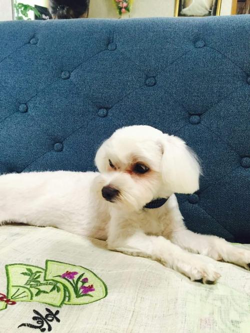 1살 여아 말티즈 주인을 찾습니다.