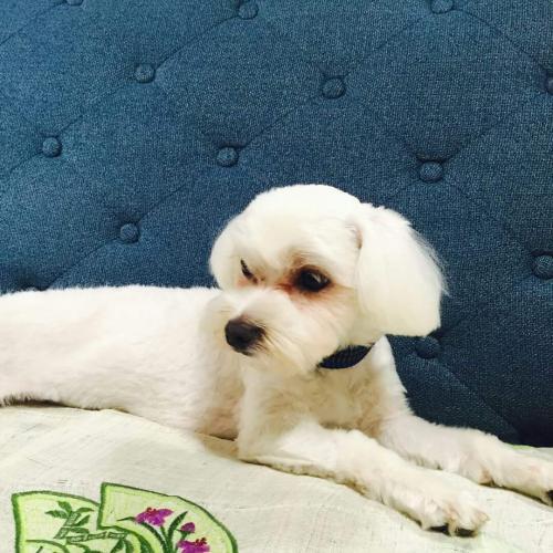 1살 여아 말티즈 주인을 찾습니다.