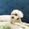 1살 여아 말티즈 주인을 찾습니다.