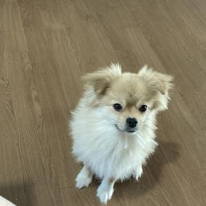 크림색(갈색흰색소량의검은색) 반려견 찾아요 포메믹스견입니다