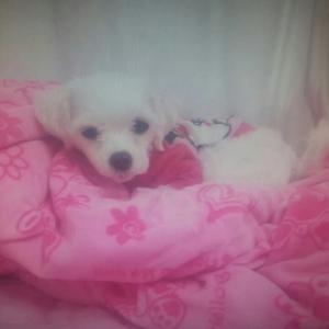 대구!! 말티즈 찾습니다 수성구 매호동부근