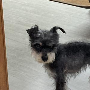 슈나우저 까미를 찾습니다.