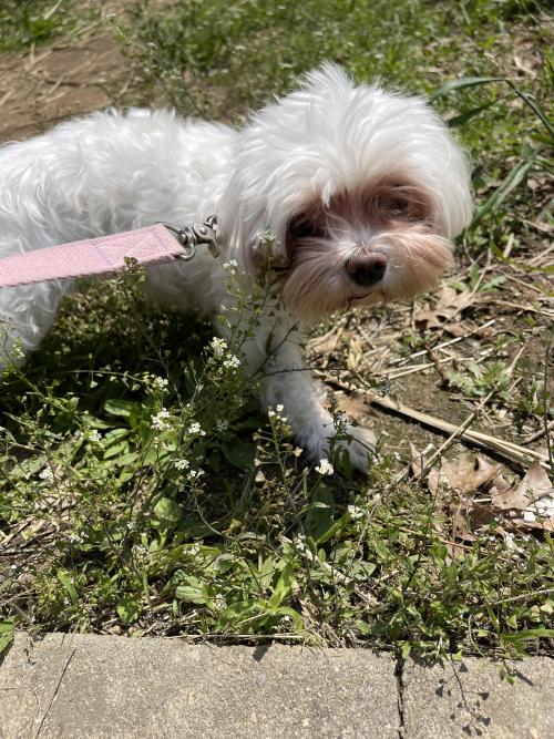 말티즈!!! 인천 서구 검임동