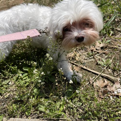 말티즈!!! 인천 서구 검임동