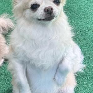 치와와 찾습니다