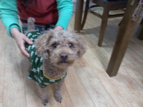 3살정도 되어보이는 갈색푸들 남아 보호중입니다(경기도 이천시에서 목격)