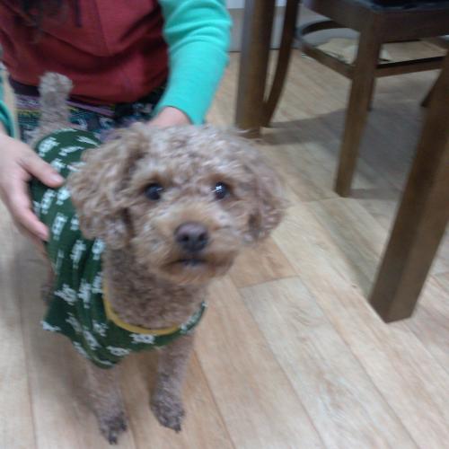 3살정도 되어보이는 갈색푸들 남아 보호중입니다(경기도 이천시에서 목격)