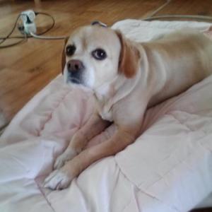 양산시 강아지 찾습니다.