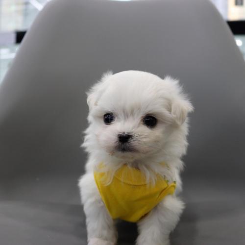 2개월령 말티즈 분양 보내요